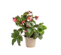 BOTANIC®-Hellébore (ou Rose de Noël) HGC Ice N'Roses Early Rose rose - Le pot de 2 litres