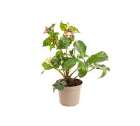 BOTANIC®-Hellébore (ou Rose de Noël) HGC Ice N'Roses Picotee rose - Le pot de 2 litres