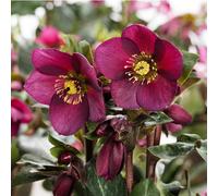 BOTANIC®-Hellébore (ou Rose de Noël) HGC Ice N'Roses Red violet - Le pot de 4 litres