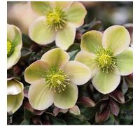 BOTANIC®-Hellébore (ou Rose de Noël) INTERSPECIFIQUE HGC MONTE CHRISTO - Le pot de 1,5 litres