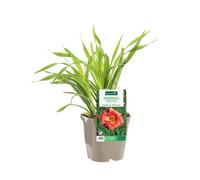 BOTANIC®-Hémérocalle ‘Bangkok Belle’ - Le pot de 2 litres