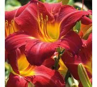 BOTANIC®-Hémérocalle - Le pot de 9 x 9 cm