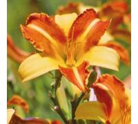 BOTANIC®-Hémérocalle rouge jaune - Le pot de 9 x 9 cm