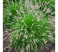 BOTANIC®-Herbe-aux-Écouvillons d'Orient vert botanic. Le pot de 4 litres