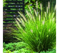 BOTANIC®-Herbe-aux-Écouvillons Hameln vert botanic. Le pot de 2 litres