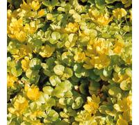 BOTANIC®-Herbe Aux Ecus Aurea - Le pot de 9 x 9 cm