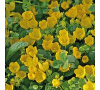 BOTANIC®-Herbe aux écus godet 9x9 cm