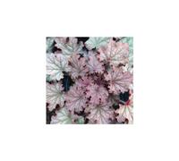 BOTANIC®-Heuchera Word Caffé Amaretto - Le pot de 2 litres