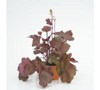 BOTANIC®-Heuchère Little Cutties - Le pot diam 12 cm