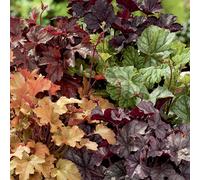 BOTANIC®-Heuchère Variée - Le pot de 3 litres