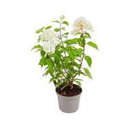BOTANIC®-Hortensia Arborescens Annabelle - pot 5 L