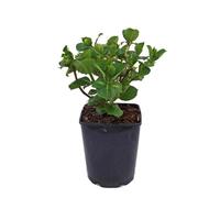 BOTANIC®-Hortensia Macrophylla à grandes fleurs. Le pot de 2 litres