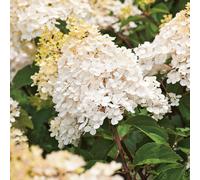 BOTANIC®-Hortensia paniculé Phantom blanc. Le pot de 3 litres