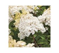 BOTANIC®-Hortensia paniculé Phantom blanc. Le pot de 7 litres