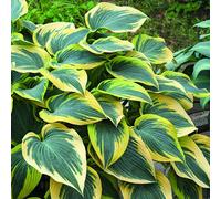 BOTANIC®-Hosta First Frost vert botanic. Le pot de 2 litres