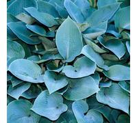 BOTANIC®-Hosta tardiana halcyon bleu - Le pot de 9 x 9 cm
