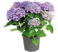 BOTANIC®-Hydrangea Macrophylla Music Collection - Pot de 5L