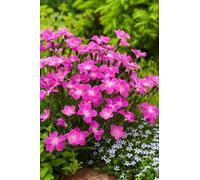 BOTANIC®-Œillet nain KAHORI - Le pot de 2 litres