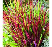 BOTANIC®-Imperata Red Baron rouge botanic. Le pot de 4 litres