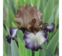 BOTANIC®-Iris des jardins Floorshow - Le pot de 1 litre