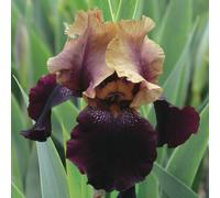 BOTANIC®-Iris des jardins Soft Jazz - Le pot de 1 litre