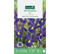 BOTANIC®-Iris hollande coloris bleu botanic - 15 bulbes