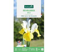 BOTANIC®-Iris hollandica apollo botanic - 25 bulbes