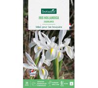 BOTANIC®-Iris hollandica casablanca botanic - 25 bulbes
