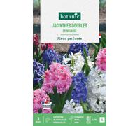 BOTANIC®-Jacinthe double en mélange botanic - 3 bulbes