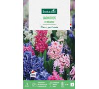 BOTANIC®-Jacinthe en mélange botanic - 5 bulbes