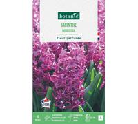 BOTANIC®-Jacinthe woodstock botanic - 5 bulbes