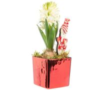 BOTANIC®-Jacinthe x 1 pot carré rouge laqué - 8 x 8 cm