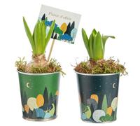 BOTANIC®-Jacinthe x 1 pot zinc automne - diamètre 8 cm