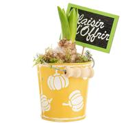 BOTANIC®-Jacinthe x 1 pot zinc décor courges - diamètre 8 cm