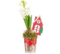 BOTANIC®-Jacinthe x 1 pot zinc rouge décor village - diamètre 8 cm