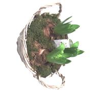 BOTANIC®-Jacinthes x3 panier mousse - La composition