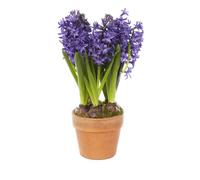 BOTANIC®-Jacinthes x3 pot terre cuite