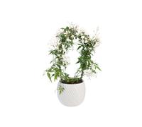 BOTANIC®-Jasmin en arceau avec un cache-pot en céramique coloris blanc - diamètre 12 cm