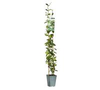 BOTANIC®-Jasmin étoilé 90/100 cm. Le pot de 3 litres, échelle