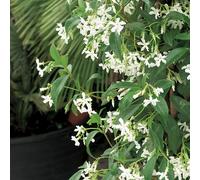 BOTANIC®-Jasmin étoilé. Le pot de 1,3 litres