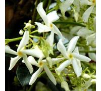 BOTANIC®-Jasmin étoilé palissé. Le pot déco de 18 litres