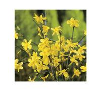 BOTANIC®-JASMIN NUDIFLORUM. Le pot de 3 litres