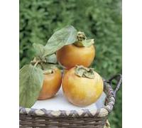 BOTANIC®-Kaki. Le pot de 18 litres forme 1/2 tige calibre 8/10