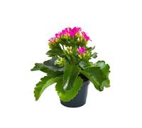 BOTANIC®-Kalanchoé Mix plante baby en pot diamètre 5,5/6 cm