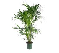 BOTANIC®-Kentia Forsteriana pot diamètre21 cm/ H100 cm