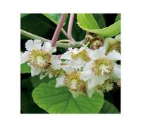 BOTANIC®-Kiwi Male Tomuri Bio. Le pot de 2 litres