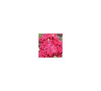 BOTANIC®-Lagerstroemia Indica Charms Braise d’été touffe. Le pot de 10 litres