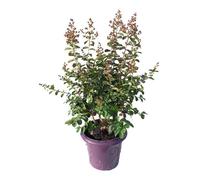 BOTANIC®-LAGERSTROEMIA INDICA CHARMS FUSCHIA D'ETE .Le pot de 3L