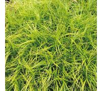 BOTANIC®-Laîche de muskingum godet 9x9 cm