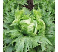 BOTANIC®-Laitue Batavia Iceberg Reine Des Glaces Bio. La barquette de 12 plants